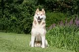 SIBERIAN HUSKY 915